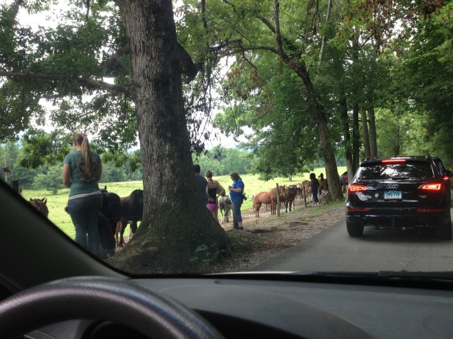 blog - horses at cades cove